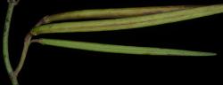 Image: P.B. Heenan © Landcare Research 2014 